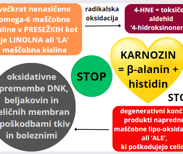 KARNOZIN-vsebuje-beta-alanin-in-histidin-za-zascito-pred-mascobno-peroksidacijo-amritana