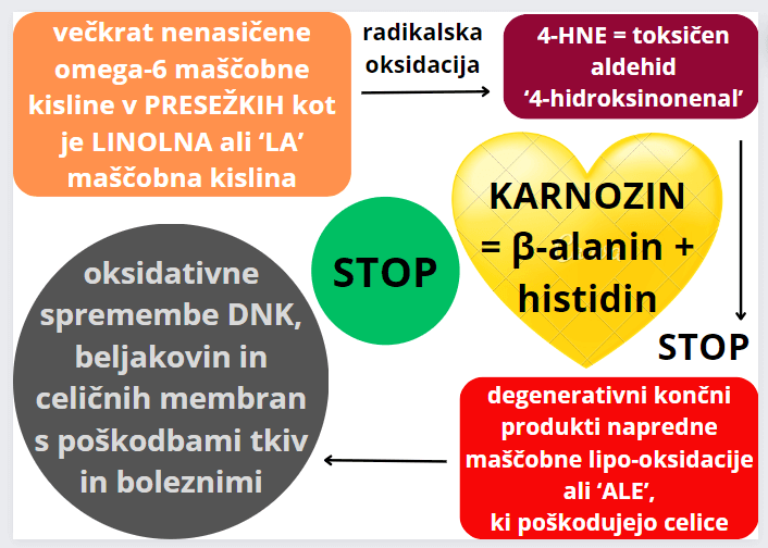 KARNOZIN-vsebuje-beta-alanin-in-histidin-za-zascito-pred-mascobno-peroksidacijo-amritana